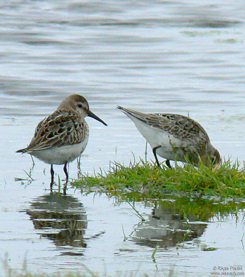 Dunlin