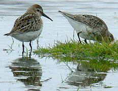 Dunlin