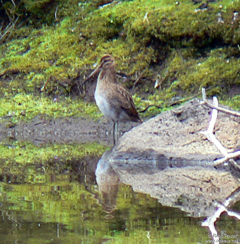 Common Snipeadult