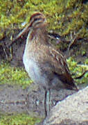 Common Snipe