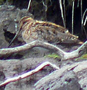 Common Snipe