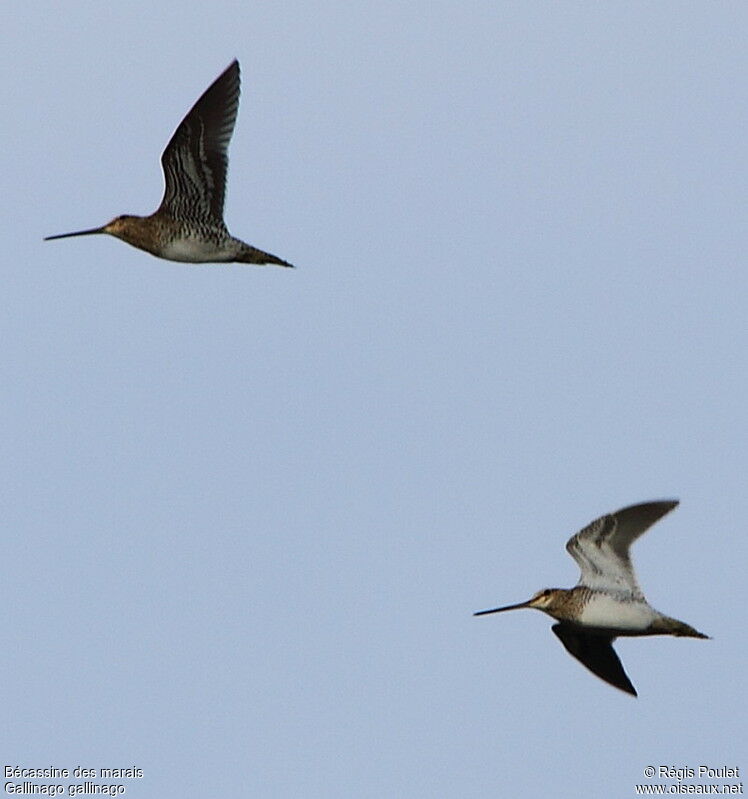 Common Snipe, Flight