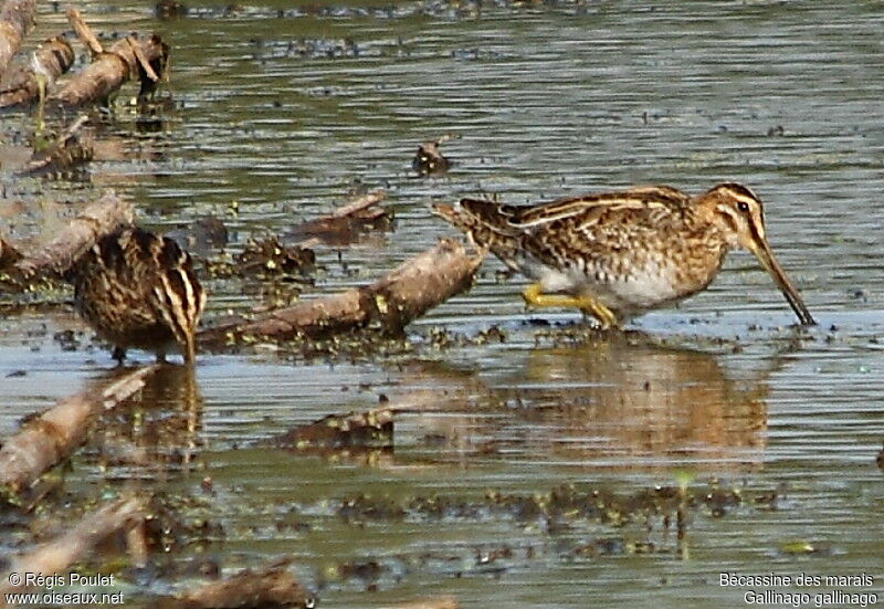 Common Snipe