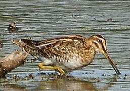 Common Snipe