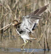 Common Snipe