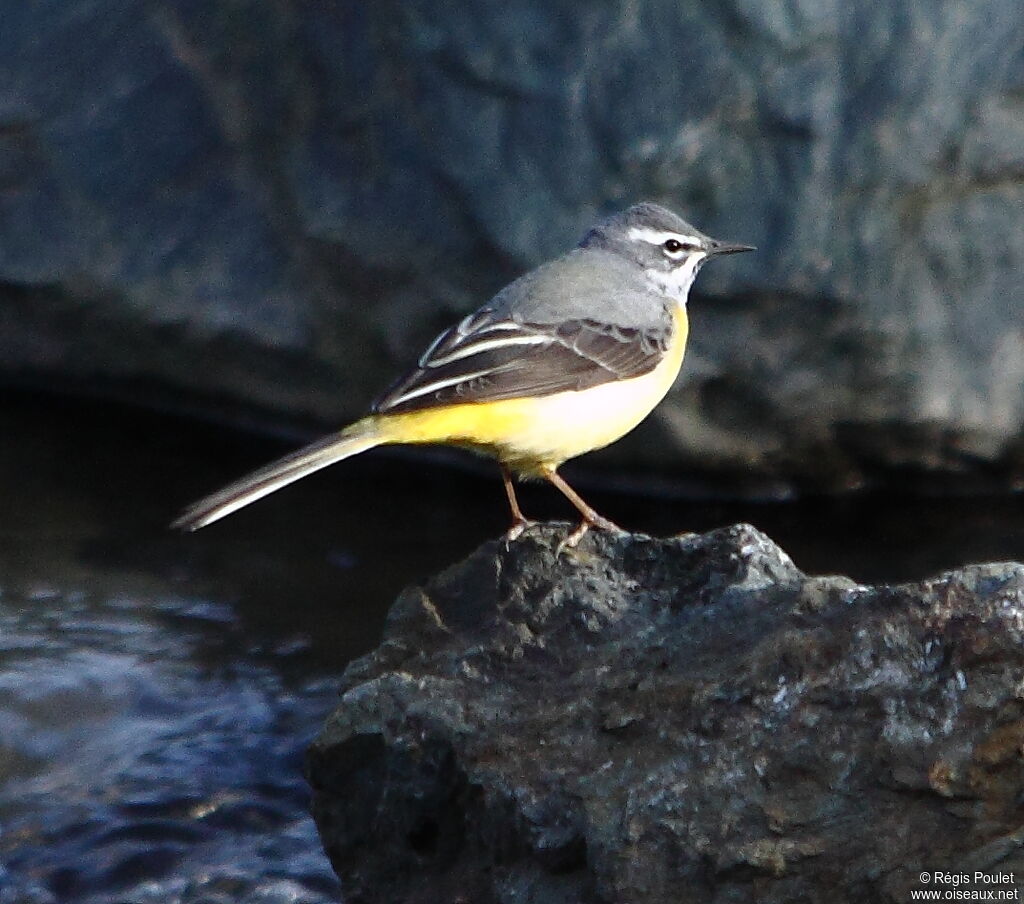 Grey Wagtail female