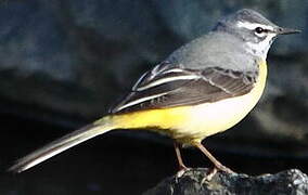 Grey Wagtail