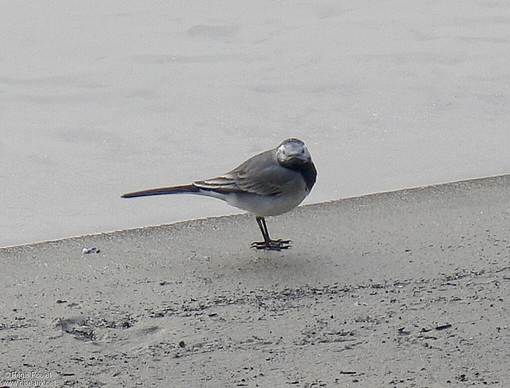 White Wagtailadult