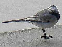 White Wagtail