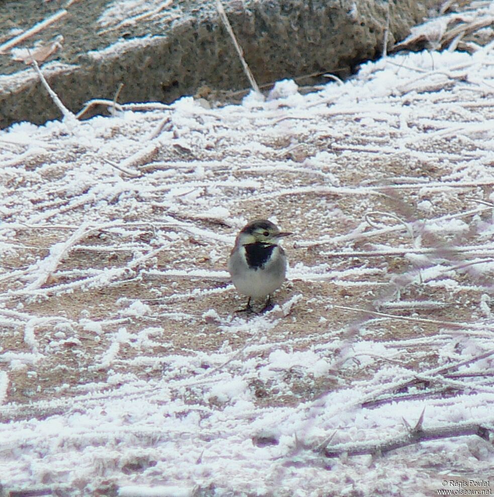 White Wagtail female adult