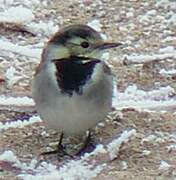 White Wagtail