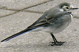 White Wagtail