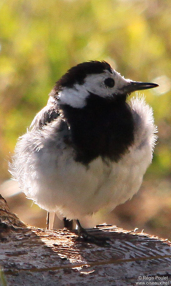 White Wagtail male adult breeding