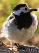 White Wagtail