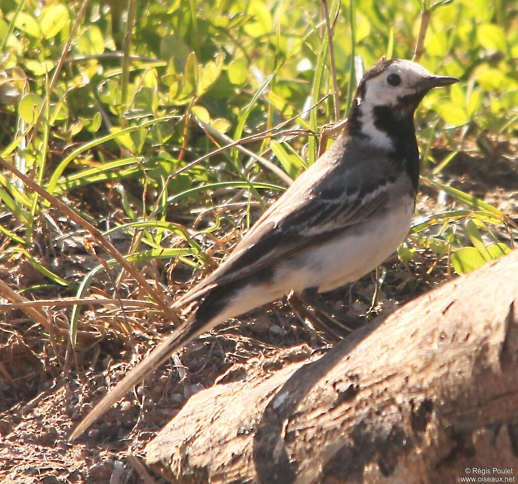 White Wagtail male adult breeding