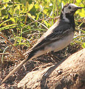 White Wagtail