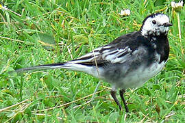 White Wagtail