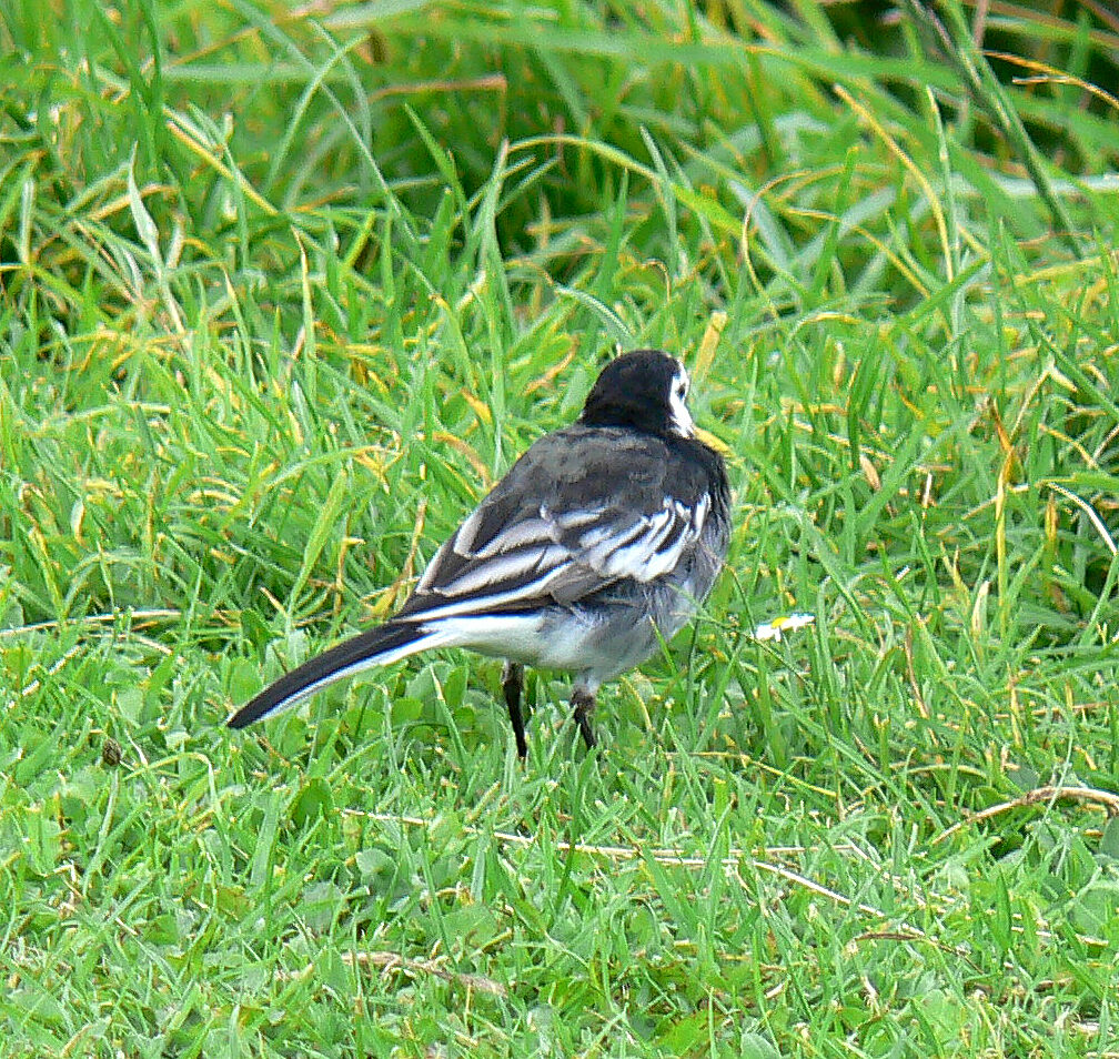 White Wagtail female adult breeding, identification