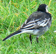 White Wagtail