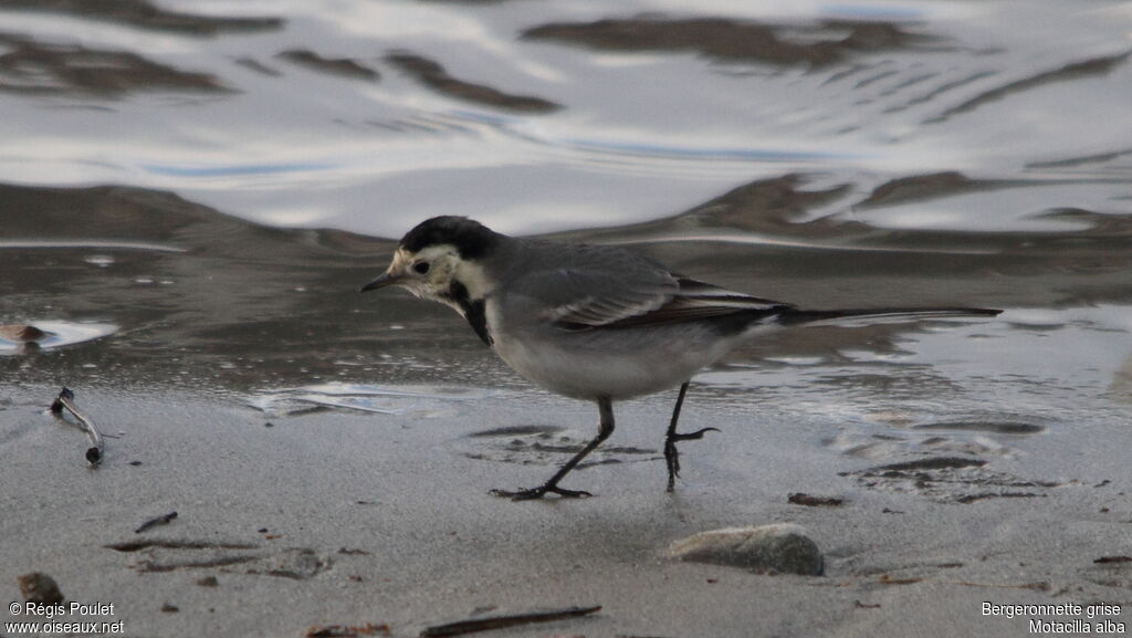 White Wagtail