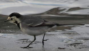 White Wagtail