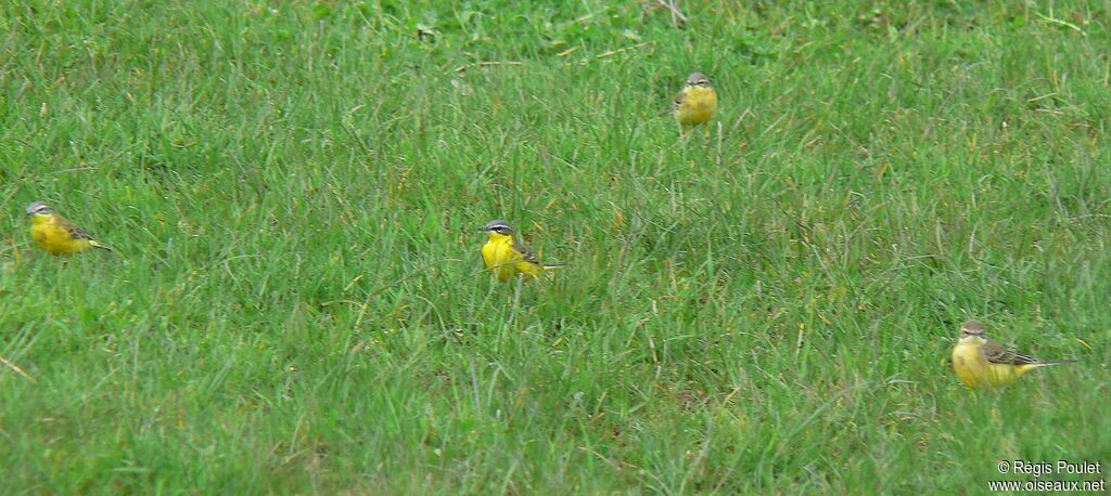 Western Yellow Wagtail