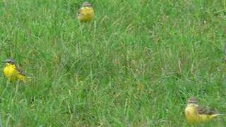 Western Yellow Wagtail