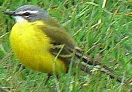 Western Yellow Wagtail