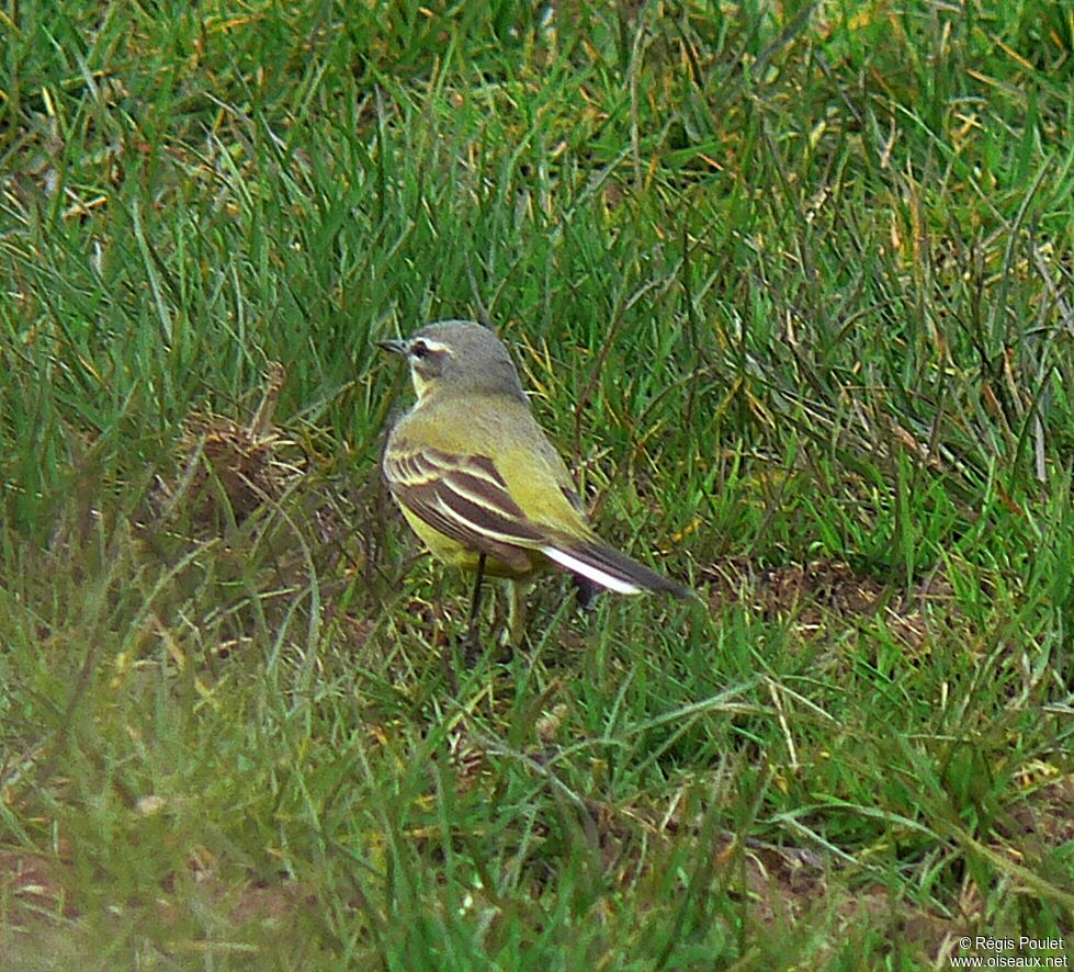 Western Yellow Wagtail male adult breeding