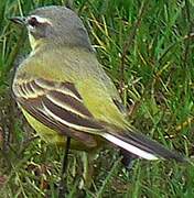 Western Yellow Wagtail