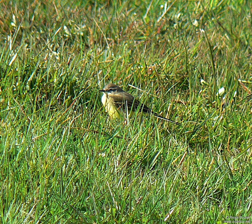 Western Yellow Wagtailadult