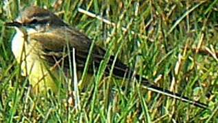 Western Yellow Wagtail