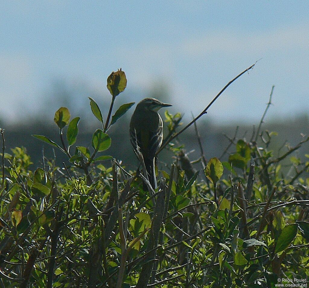 Western Yellow Wagtail male adult breeding