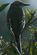 Western Yellow Wagtail