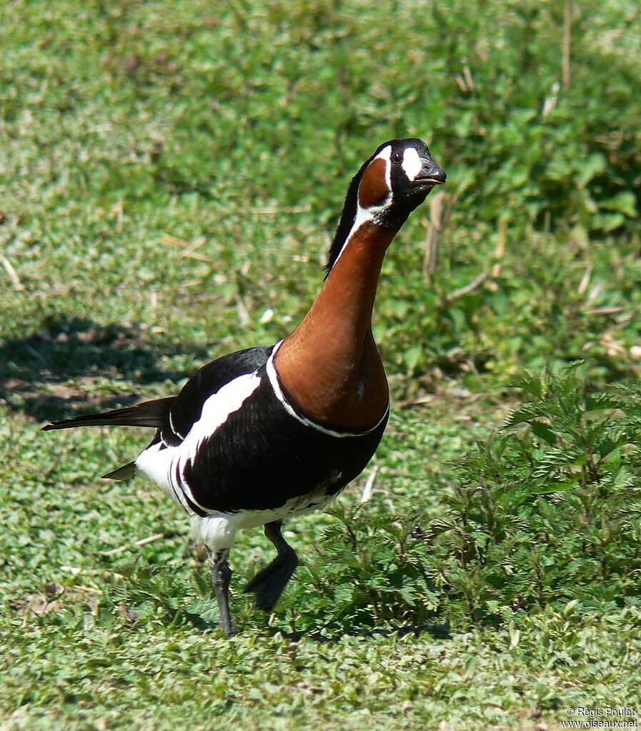 Bernache à cou rouxadulte