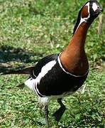 Red-breasted Goose