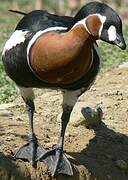 Red-breasted Goose