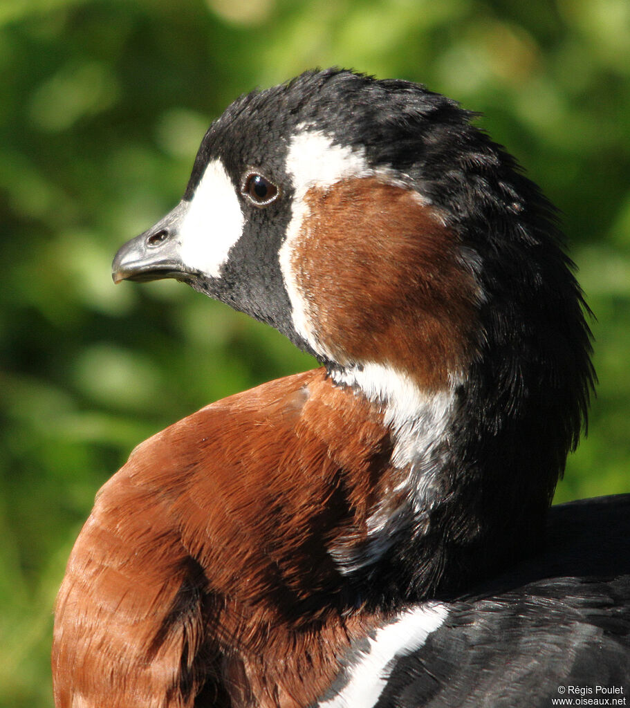 Red-breasted Gooseadult