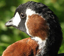 Red-breasted Goose