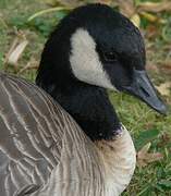 Canada Goose