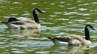 Canada Goose