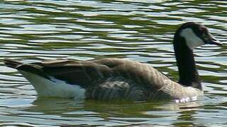 Canada Goose