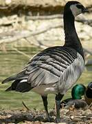 Barnacle Goose