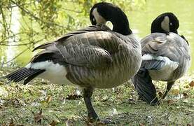 Barnacle Goose