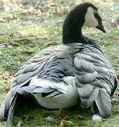 Barnacle Goose