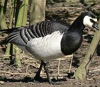 Barnacle Goose