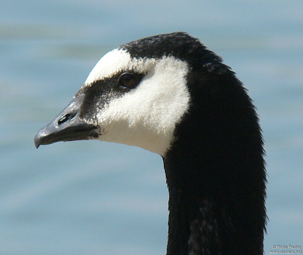 Barnacle Gooseadult