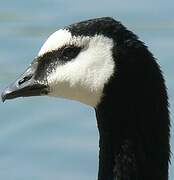 Barnacle Goose