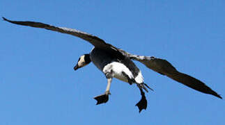 Barnacle Goose