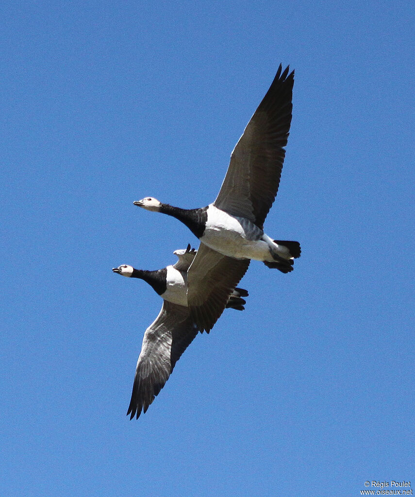 Barnacle Gooseadult, Flight